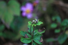 Eriocapitella hupehensis