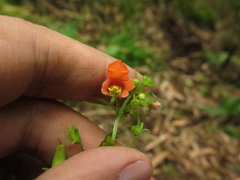 Alonsoa meridionalis
