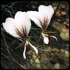 Pelargonium tetragonum