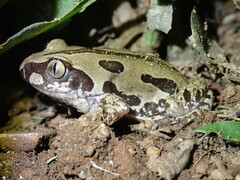 Kassina senegalensis