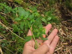 Alonsoa meridionalis