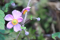 Eriocapitella hupehensis