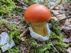 Amanita caesarea