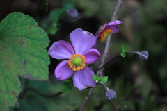 Eriocapitella hupehensis