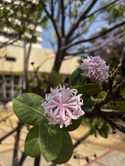Dais cotinifolia