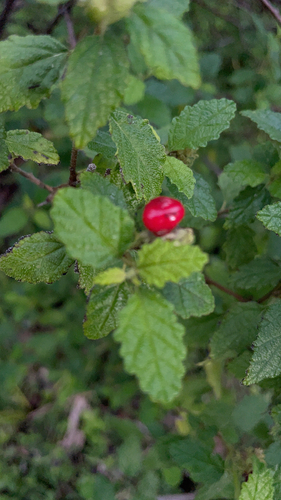 Image of Varronia globosa by no rights reserved