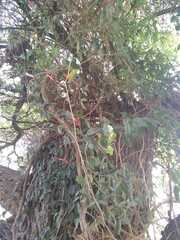 Dolichandra cynanchoides