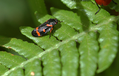 Cercopis intermedia