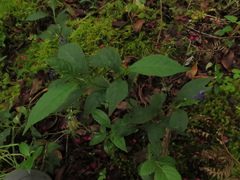 Monnina tenuifolia
