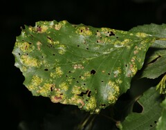 Acalitus brevitarsus