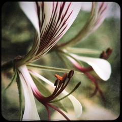 Pelargonium tetragonum