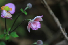 Eriocapitella hupehensis