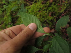 Monnina tenuifolia