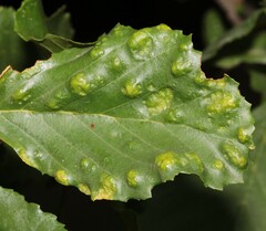 Acalitus brevitarsus