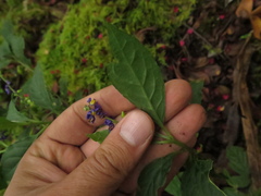 Monnina tenuifolia