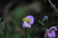 Eriocapitella hupehensis