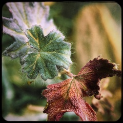 Pelargonium tetragonum