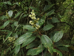 Miconia biappendiculata