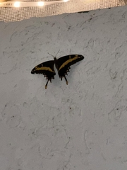 Heraclides andraemon