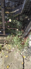 Erigeron karvinskianus