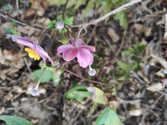 Eriocapitella hupehensis