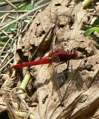 Rhodothemis rufa