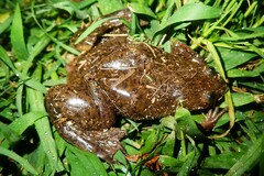 Xenopus laevis