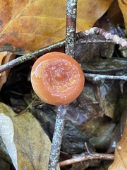Lactifluus volemus