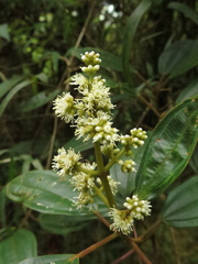 Miconia biappendiculata
