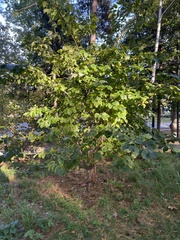 Hamamelis