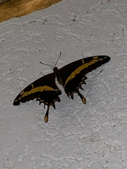 Heraclides andraemon