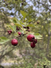 Crataegus laevigata
