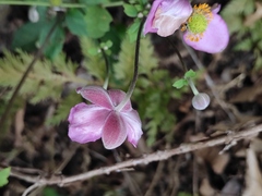 Eriocapitella hupehensis