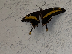 Heraclides andraemon