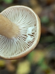 Lactifluus volemus