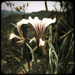 Pelargonium tetragonum