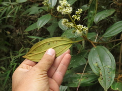Miconia biappendiculata