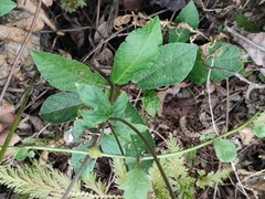 Eriocapitella hupehensis