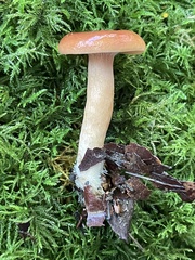 Lactifluus volemus