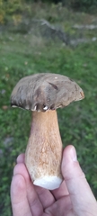 Boletus aereus