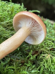 Lactifluus volemus