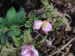 Eriocapitella hupehensis