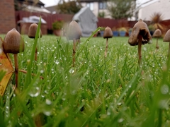 Psilocybe semilanceata