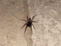 Lycosoides coarctata