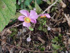 Eriocapitella hupehensis