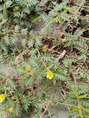 Tribulus terrestris
