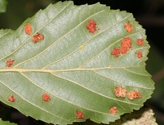 Acalitus brevitarsus