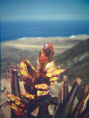 Tillandsia tragophoba