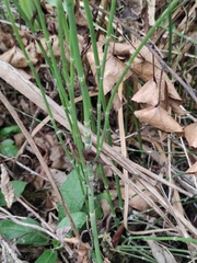 Equisetum ramosissimum