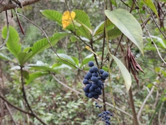Cocculus orbiculatus